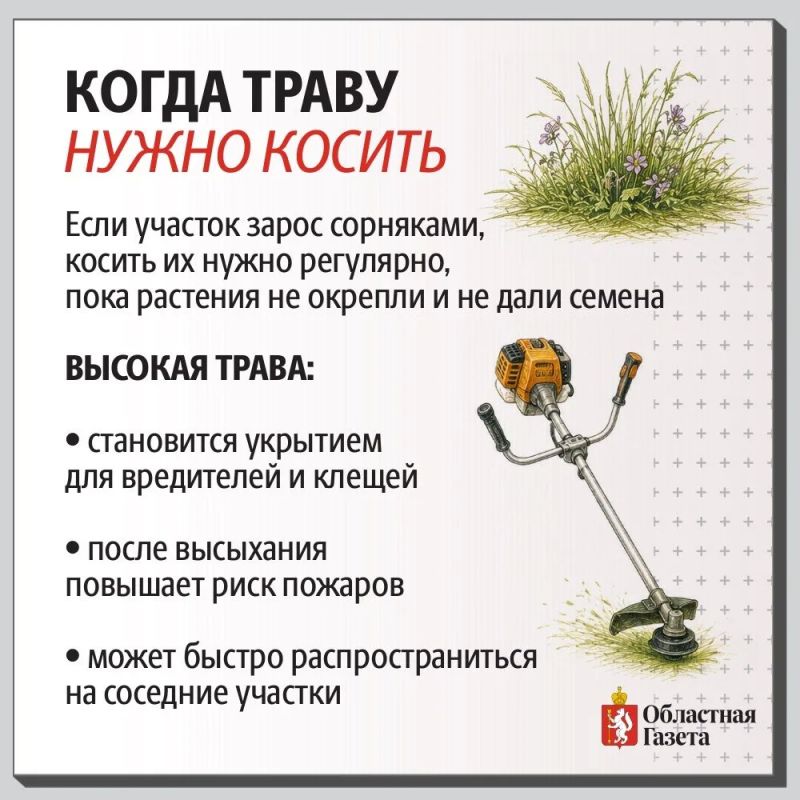 Трава у дома: косить или оставить?