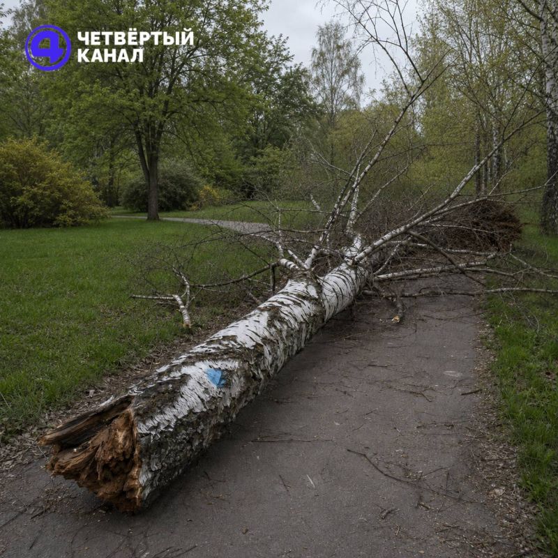 Старая берёза рухнула на подростка, потому что её забыли срубить