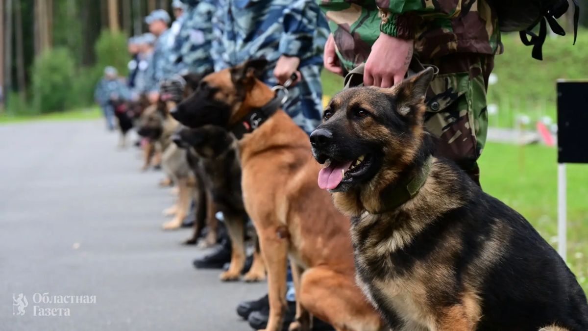 В Екатеринбурге пройдут соревнования кинологов