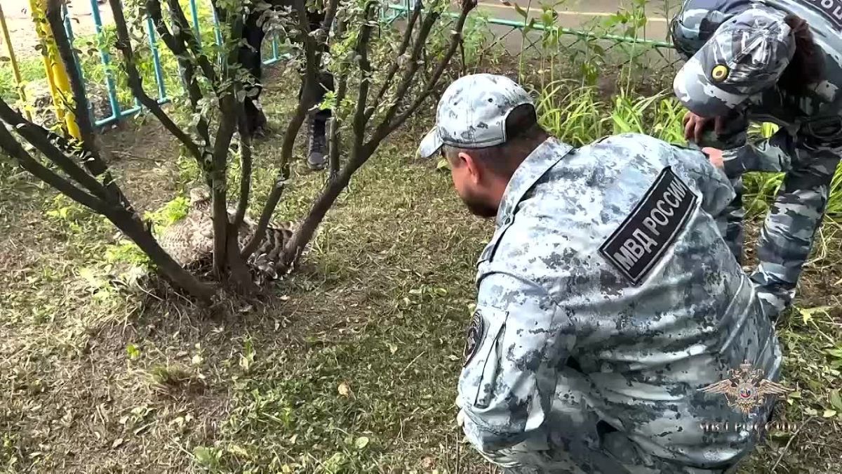 Полицейские спасли раненого ястреба в Каменске-Уральском
