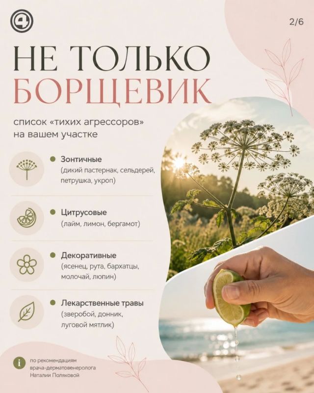 Не только борщевик: обычная трава тоже может оставить ожог Не только борщевик: обычная трава тоже может оставить ожог