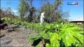 Каждый год летом есть люди, которые пострадали от борщевика