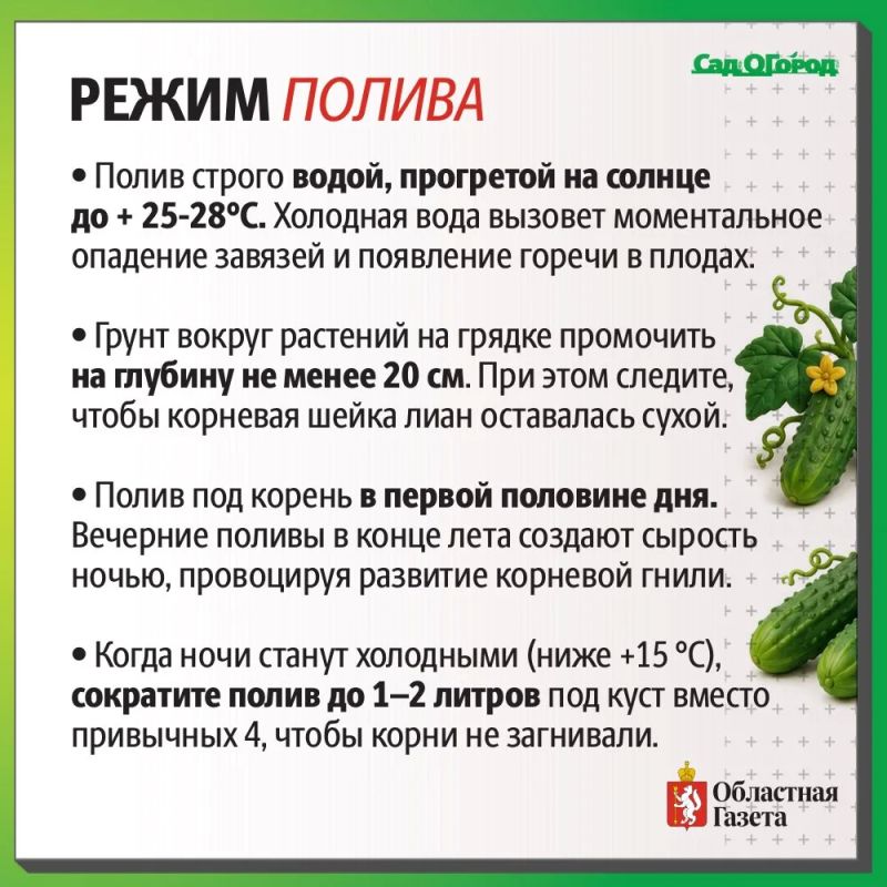 Как продлить плодоношение до осени? Как продлить плодоношение до осени?