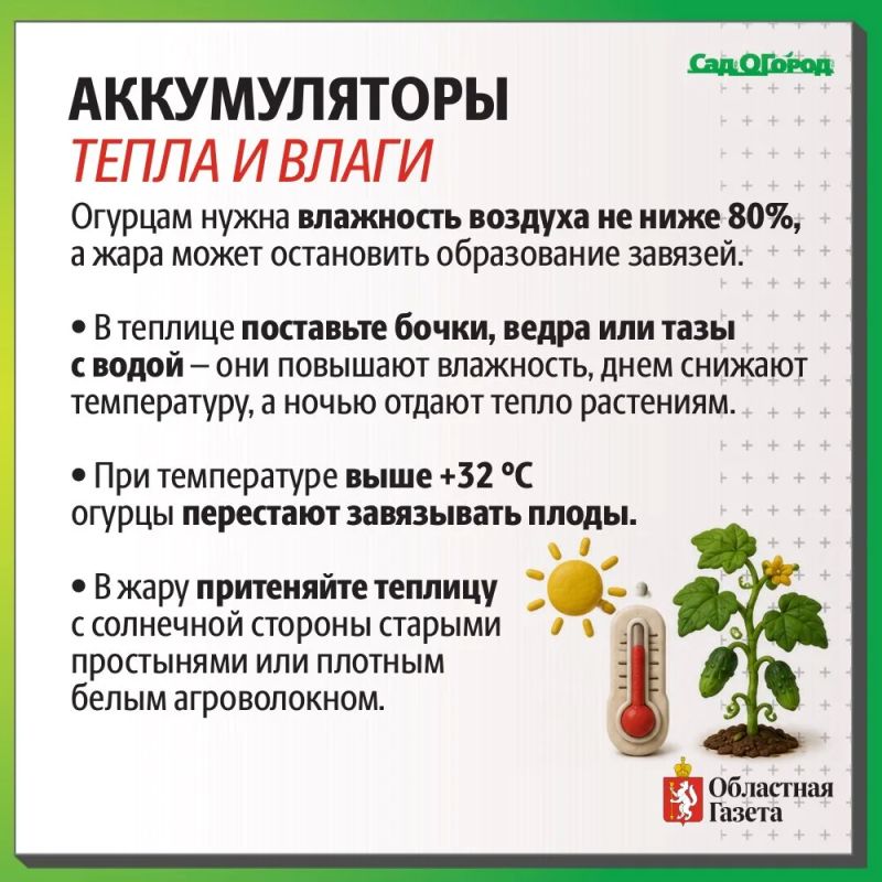 Как продлить плодоношение до осени? Как продлить плодоношение до осени?