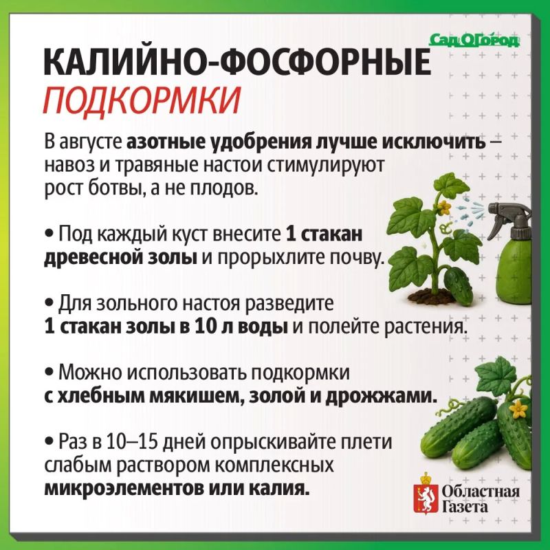 Как продлить плодоношение до осени? Как продлить плодоношение до осени?