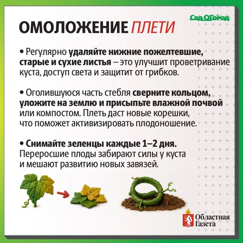 Как продлить плодоношение до осени? Как продлить плодоношение до осени?