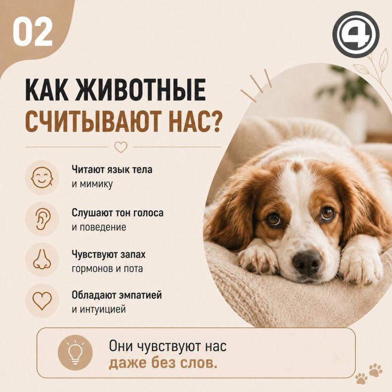 «Лучше уйти поплакать в ванну»: как состояние хозяина влияет на питомца? «Лучше уйти поплакать в ванну»: как состояние хозяина влияет на питомца?