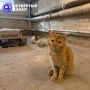 Кошки — 1, управляющая компания — 0: в Сухом Логу суд отказался выселять усатых из подвала