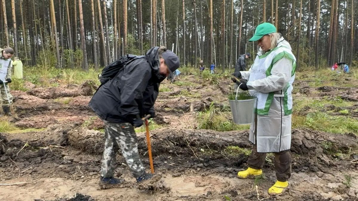 Более 4 тысяч сеянцев сосны высадили участники акции «Сохраним лес» Более 4 тысяч сеянцев сосны высадили участники акции «Сохраним лес»