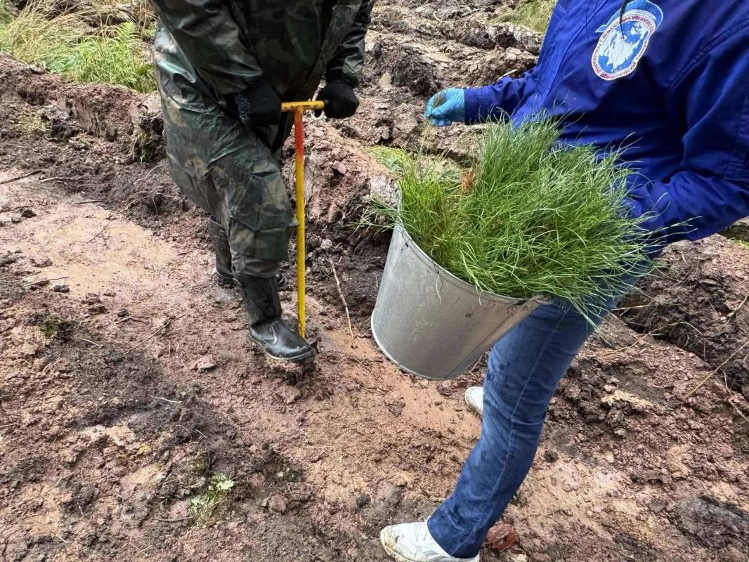 Более 4 тысяч сеянцев сосны высадили участники акции «Сохраним лес» Более 4 тысяч сеянцев сосны высадили участники акции «Сохраним лес»