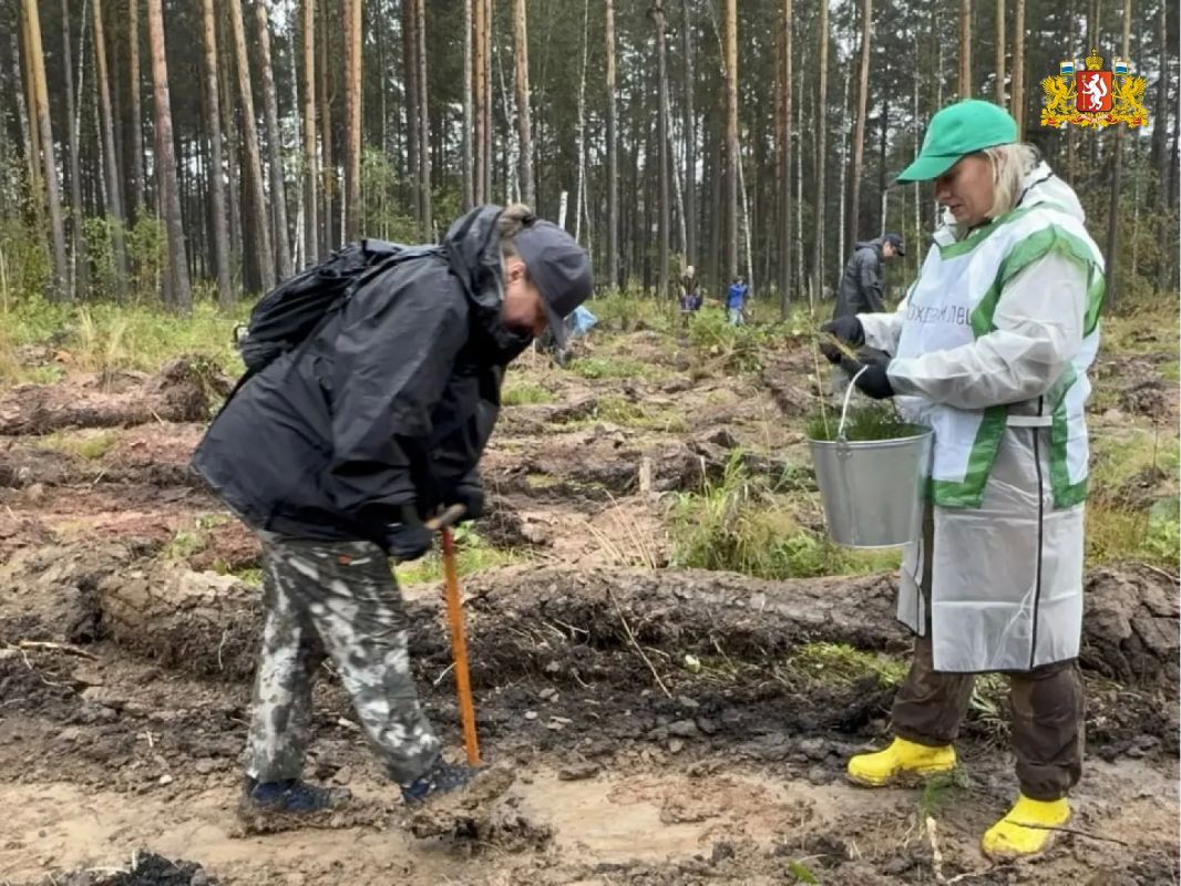 Более 4 тысяч сеянцев сосны высадили участники акции «Сохраним лес» Более 4 тысяч сеянцев сосны высадили участники акции «Сохраним лес»