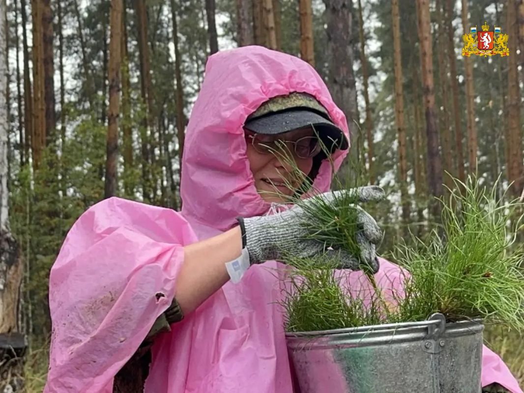 Более 4 тысяч сеянцев сосны высадили участники акции «Сохраним лес»