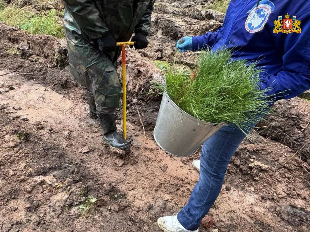 Более 4 тысяч сеянцев сосны высадили участники акции «Сохраним лес» Более 4 тысяч сеянцев сосны высадили участники акции «Сохраним лес»