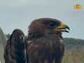 Спасенных краснокнижных хищных птиц выпустили около села Кашино под Сысертью