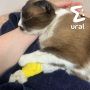 Больше 10 животных умерли после лечения в ветклинике "Хатико" в Екатеринбурге
