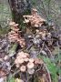 ��� - �� �������!!!. � ����� ����� ����� - ����������, ������� ������ ��� ���������