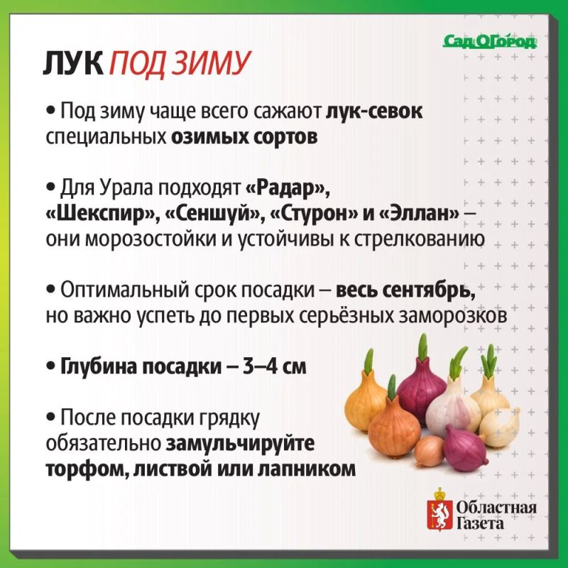 Вторая жизнь огорода: какие культуры уральцы сажают в сентябре Вторая жизнь огорода: какие культуры уральцы сажают в сентябре