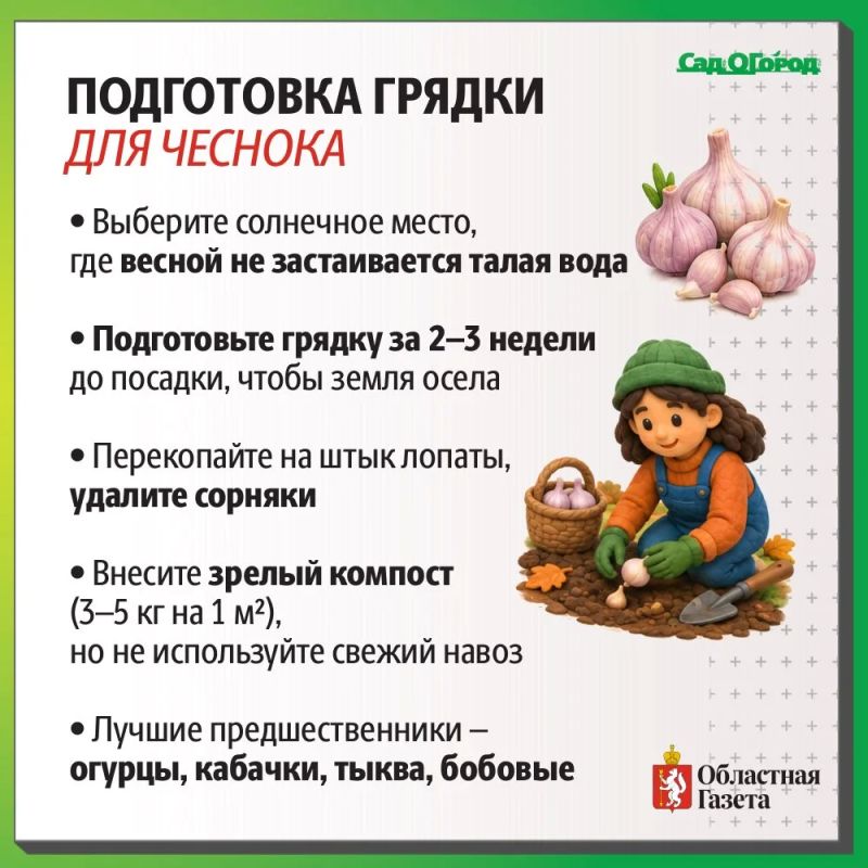 Вторая жизнь огорода: какие культуры уральцы сажают в сентябре Вторая жизнь огорода: какие культуры уральцы сажают в сентябре