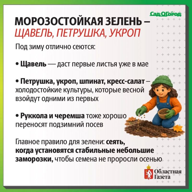 Вторая жизнь огорода: какие культуры уральцы сажают в сентябре Вторая жизнь огорода: какие культуры уральцы сажают в сентябре