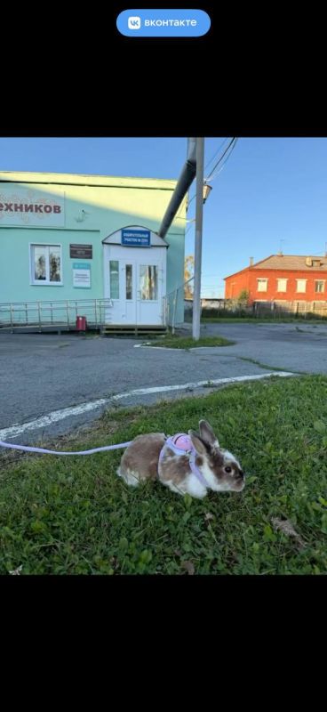 С пушистыми помощниками голосуют в разных городах региона С пушистыми помощниками голосуют в разных городах региона
