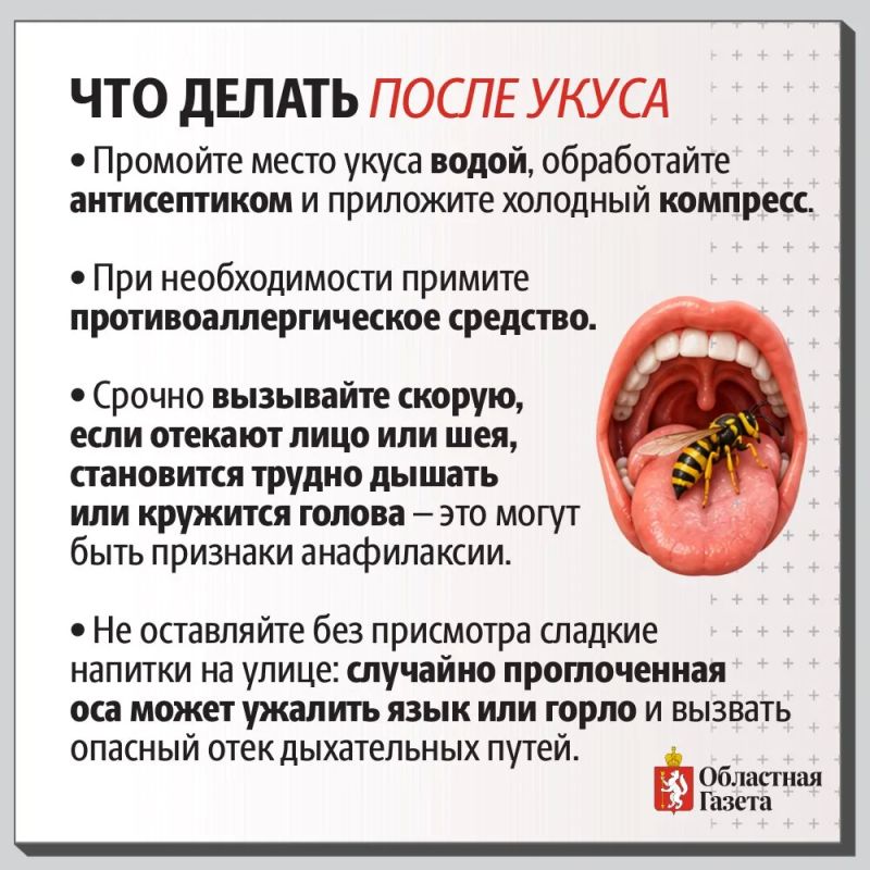 Почему в сентябре осы особенно злые и что делать при укусе Почему в сентябре осы особенно злые и что делать при укусе