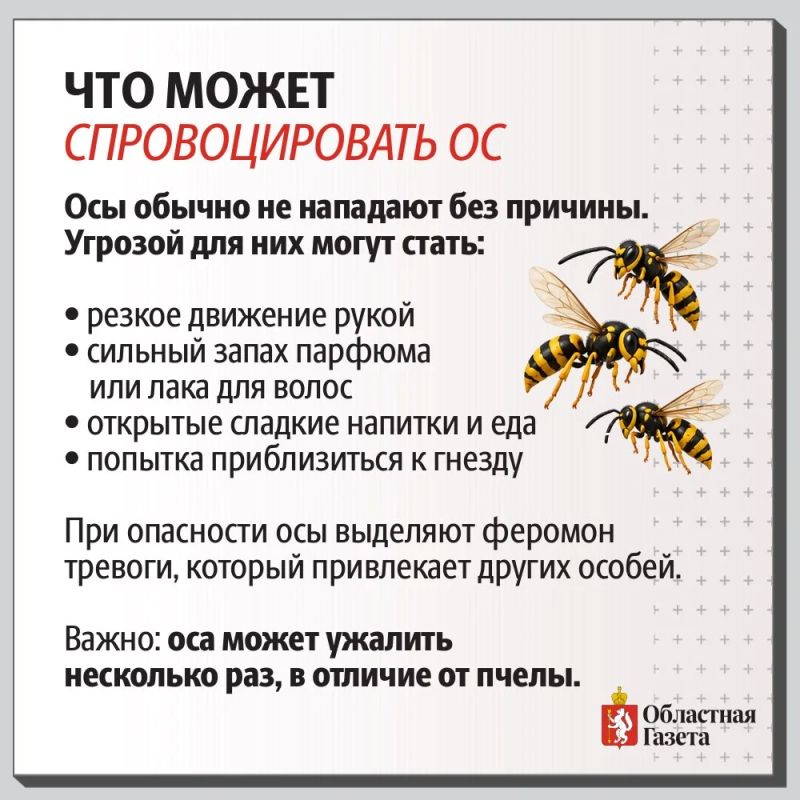 Почему в сентябре осы особенно злые и что делать при укусе Почему в сентябре осы особенно злые и что делать при укусе