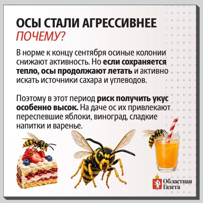 Почему в сентябре осы особенно злые и что делать при укусе Почему в сентябре осы особенно злые и что делать при укусе