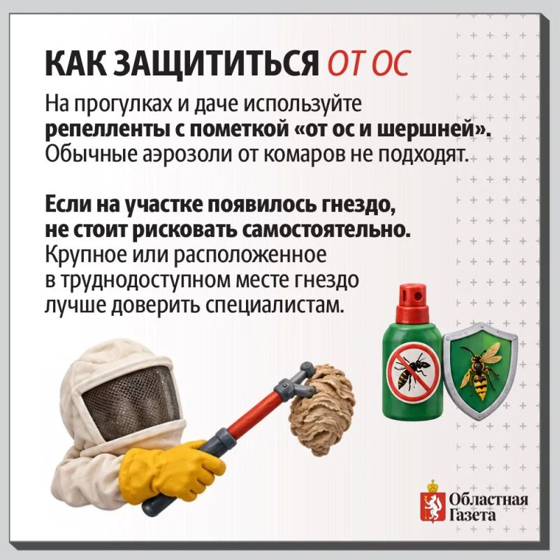 Почему в сентябре осы особенно злые и что делать при укусе Почему в сентябре осы особенно злые и что делать при укусе