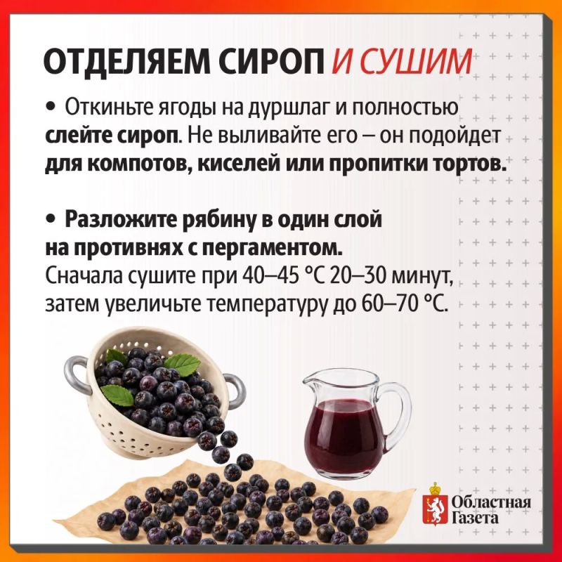 Просто и полезно: готовим домашний изюм из черноплодной рябины Просто и полезно: готовим домашний изюм из черноплодной рябины