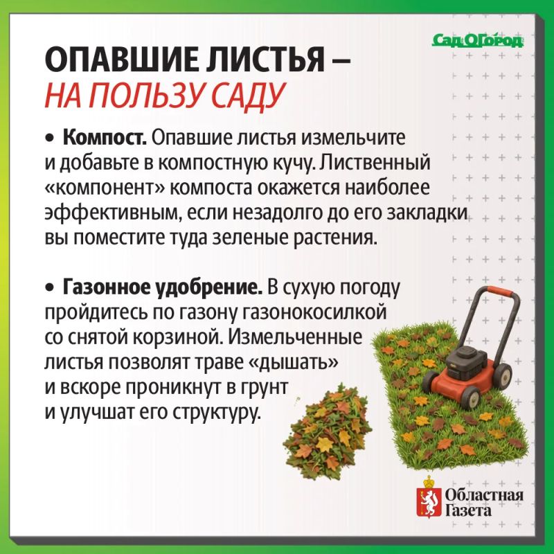 Как опавшие листья могут помочь вашему саду? Как опавшие листья могут помочь вашему саду?