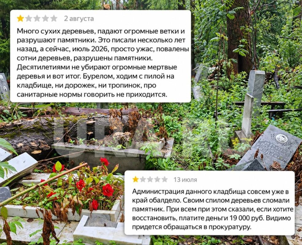 Брат депутата думы Екатеринбурга пилит деревья на городских кладбищах Брат депутата думы Екатеринбурга пилит деревья на городских кладбищах