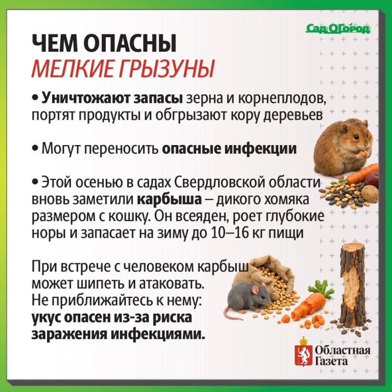 Что делать с нашествием грызунов на даче? Что делать с нашествием грызунов на даче?