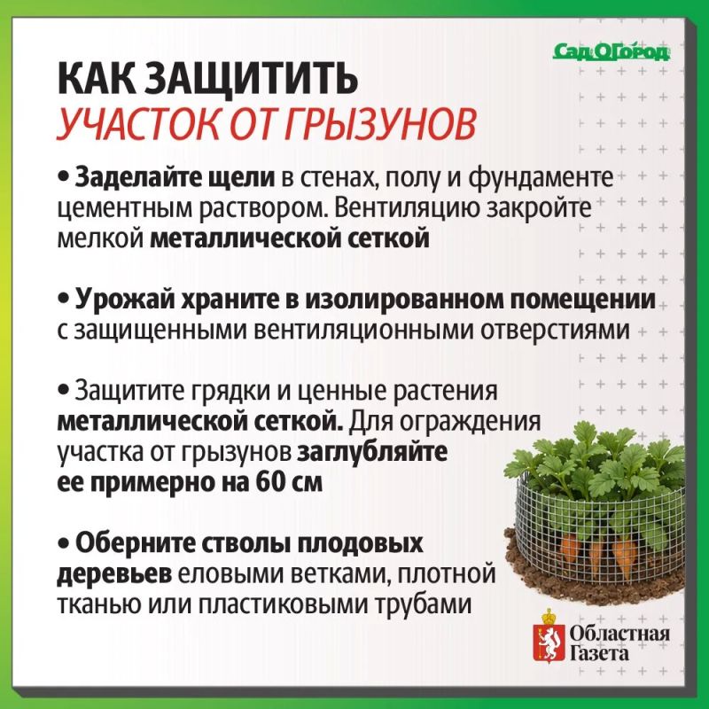 Что делать с нашествием грызунов на даче? Что делать с нашествием грызунов на даче?