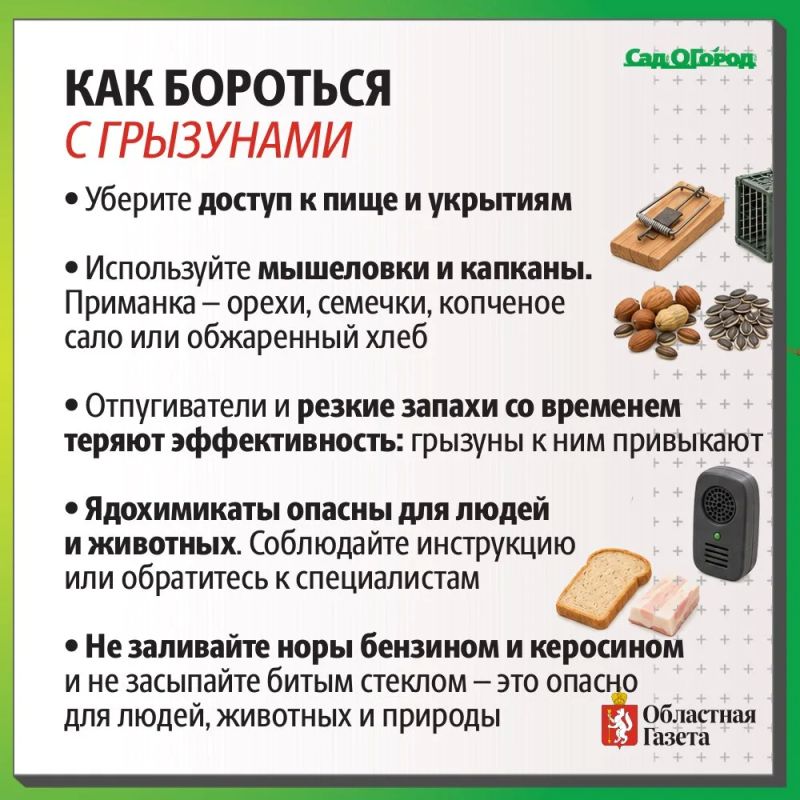Что делать с нашествием грызунов на даче? Что делать с нашествием грызунов на даче?
