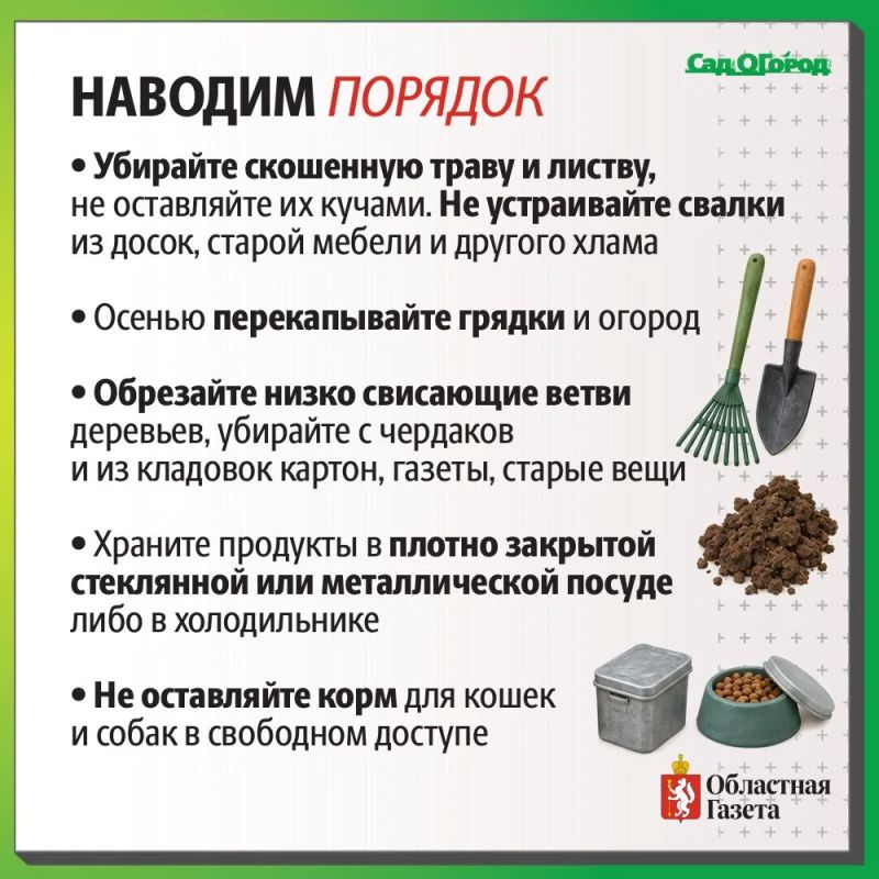 Что делать с нашествием грызунов на даче? Что делать с нашествием грызунов на даче?