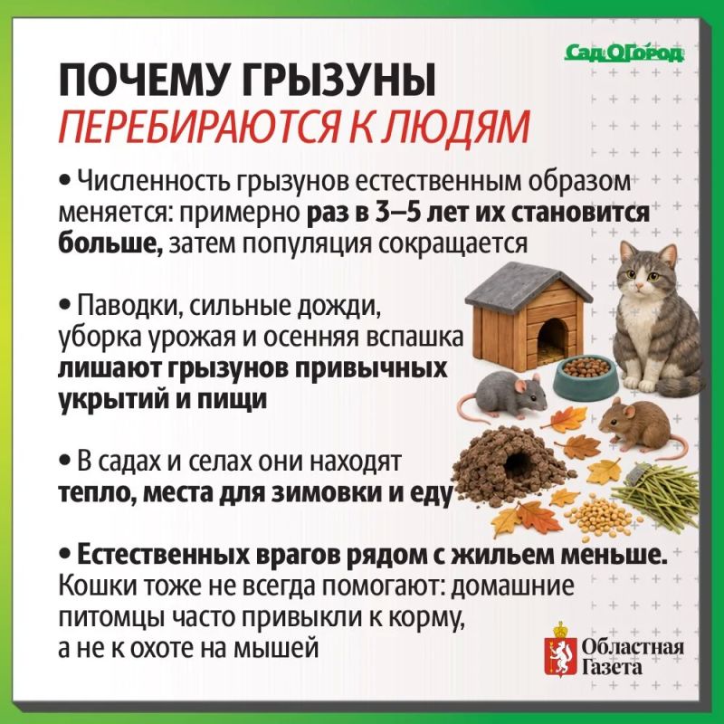 Что делать с нашествием грызунов на даче? Что делать с нашествием грызунов на даче?