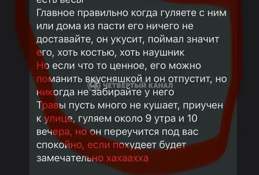Уралочка пытается засудить передержку из-за смерти своей собаки Уралочка пытается засудить передержку из-за смерти своей собаки