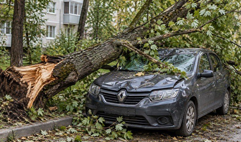 Падение дерева на Renault обойдётся властям Екатеринбурга в 164 тысячи рублей