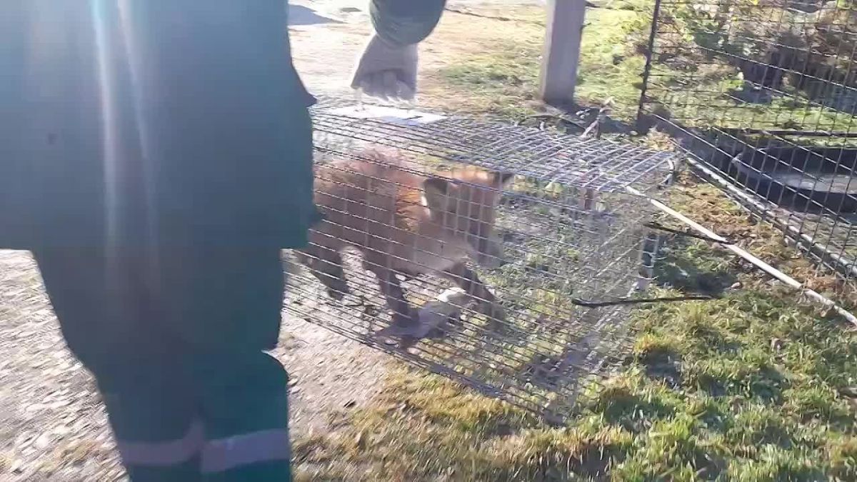 Дикая лиса украла петуха из парка в Первоуральске
