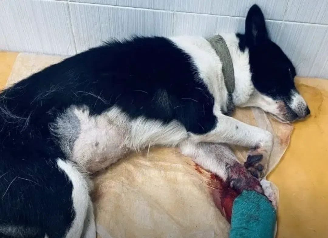 В Арамиле спасают пса Малыша, попавшего под машину: нужна помощь на операцию